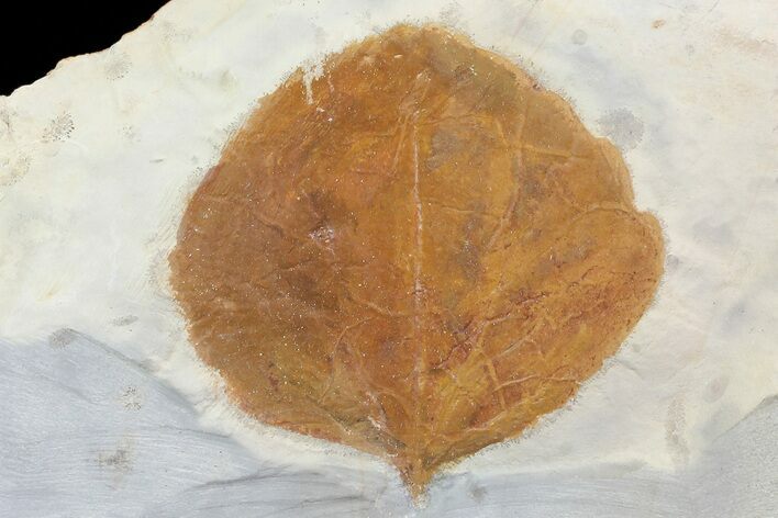 Detailed Fossil Leaf (Zizyphoides) - Montana #75494